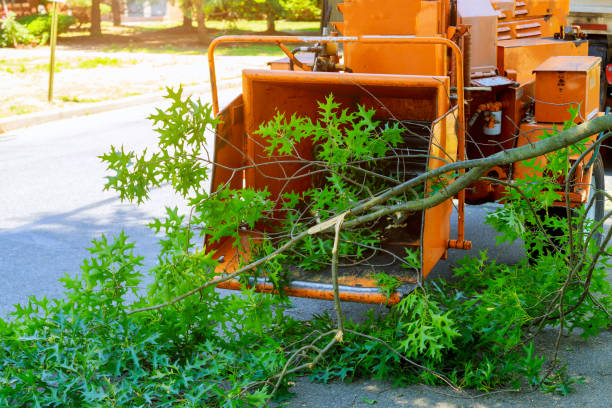 Best Stump Grinding Near Me  in USA